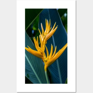 Yellow Florescent Heliconia Posters and Art